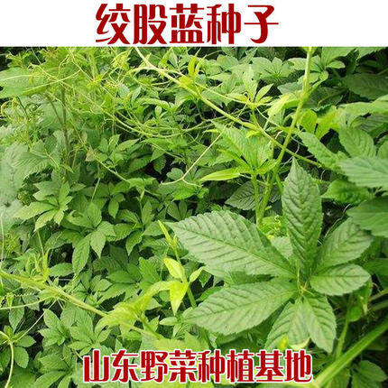 绞股蓝种子5叶种苗7叶七叶胆五叶参七叶参包邮阳台多年生