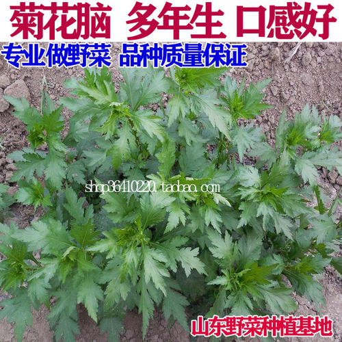 山东野菜种植基地大叶菊花脑种子种苗种籽阳台盆栽蔬菜多年生包邮 - 封面
