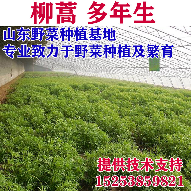 柳蒿种苗芦蒿种子藜蒿阳台四季