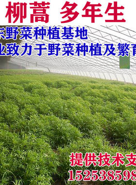 柳蒿种苗芦蒿种子藜蒿阳台四季