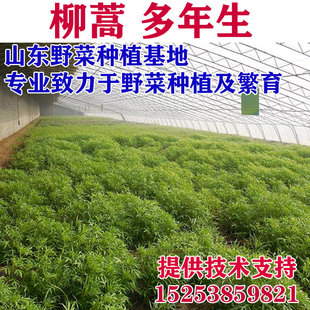 柳蒿種苗蘆蒿種子藜蒿泥蒿芽水蒿種籽陽(yáng)臺(tái)盆栽四季 包郵 栽培山野菜