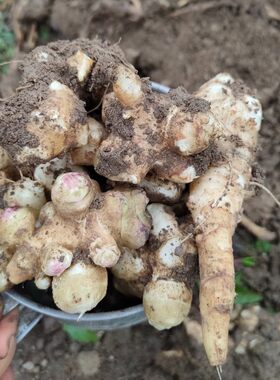 山东野菜基地洋姜种子庭院阳台