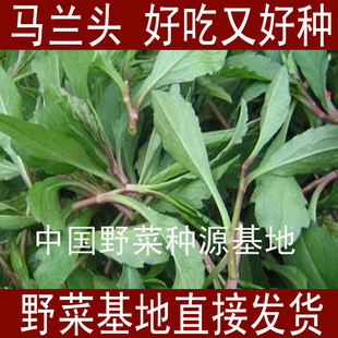 山東野菜種植基地馬蘭頭種苗紅梗菜種子陽(yáng)臺(tái)盆栽四季 播蔬菜多年生