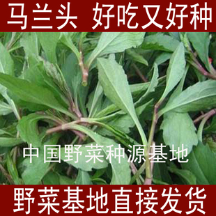 山东野菜种植基地马兰头种苗红梗菜种子阳台盆栽四季 播蔬菜多年生