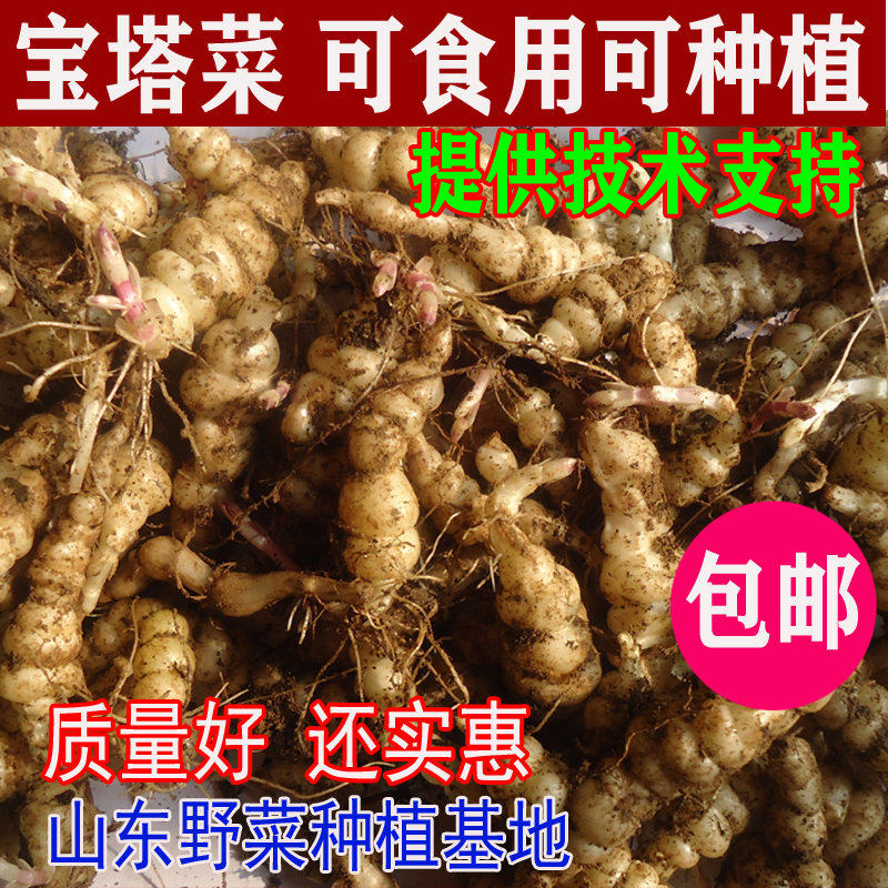 山东野菜甘露子种子新鲜宝塔菜种苗螺丝菜鲜菜地环地葫芦散装包邮