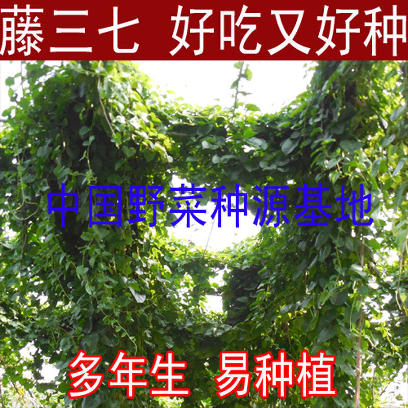 藤三七种苗洋落葵种子川七株芽土三七马德拉藤易种植多年生有鲜菜