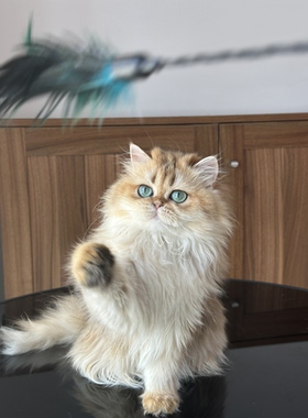 英国长毛猫金渐层妹妹纯种猫舍英长宠物猫幼猫成猫猫咪wcf双血统