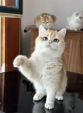 英国短毛猫金渐层妹妹ny12幼猫金渐层小猫北京英短猫舍wcf双血统