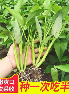大叶空心菜高产三叉空心菜苗盆栽