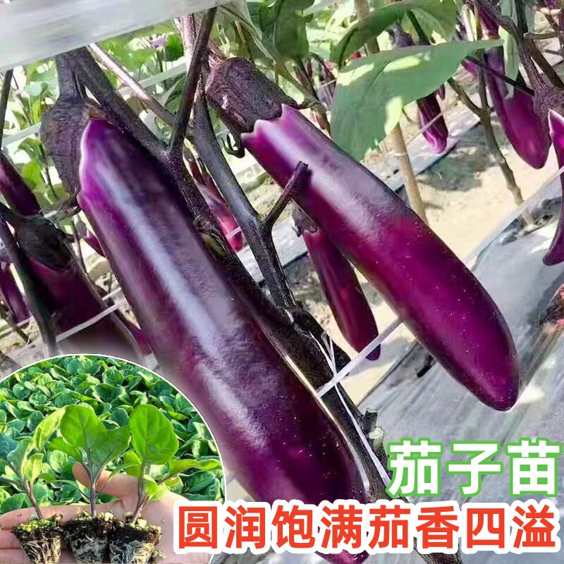 紫红长茄子苗青茄子苗杭茄苗圆茄子苗阳台盆栽种植高产茄子大秧苗
