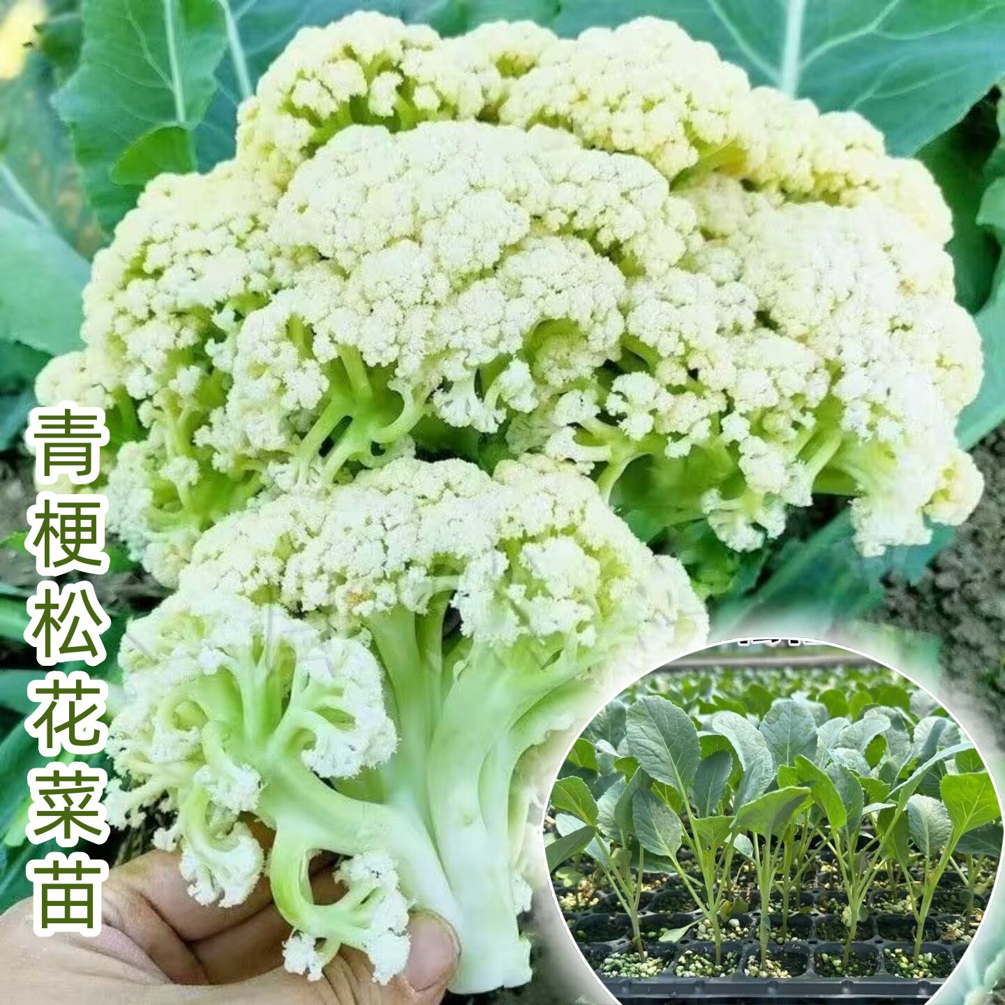 松花菜有花椰菜青梗白色