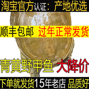 青黄色 外塘公甲鱼活体鲜活中华鳖食用放养散养母鳖包活送到