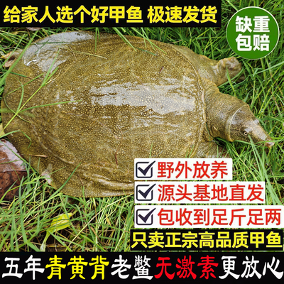 14年五皇冠老店甲鱼好价格实惠