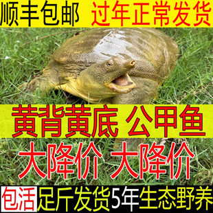 【直播福利款】 鲜活食用甲鱼活体水鱼团鱼老鳖中华鳖公甲鱼母鱼
