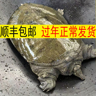 青黄色 正宗生态放养新鲜活食用大公甲鱼水鱼团鱼王八中华鳖母鳖