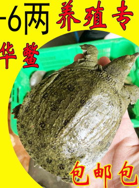 14年五皇冠店铺鲜活小甲鱼苗