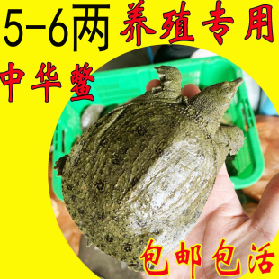 【运到包活】鲜活小甲鱼苗活体鲜活养殖小中华鳖 放养套养散养