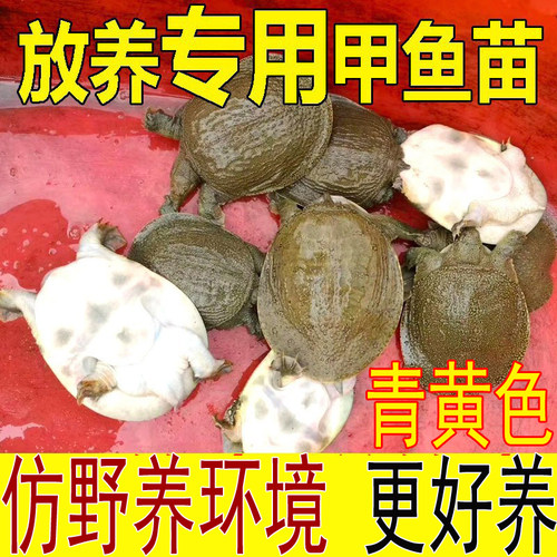 产地直发鲜活小甲鱼苗