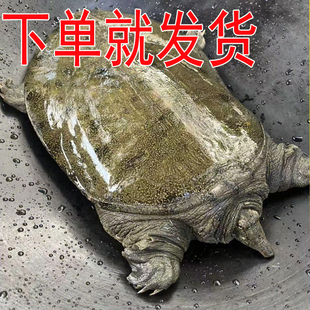 青黄色 正宗生态放养新鲜活食用大公甲鱼水鱼团鱼王八中华鳖母鳖