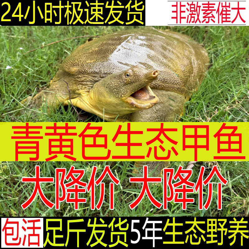 青黄色 公甲鱼活体新鲜活生态中华老母鳖水鱼团鱼食用王八