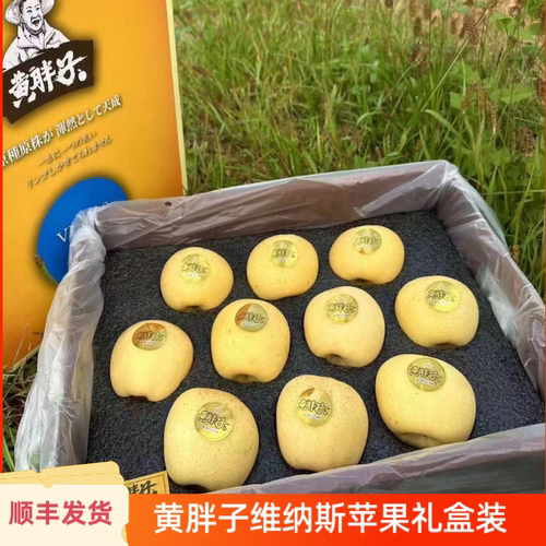 黄胖子维纳斯黄金苹果