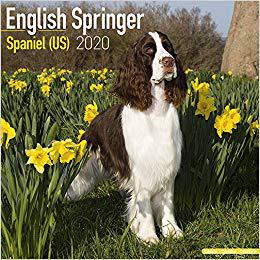 【预售】English Springer Spaniel (US) Calendar 2020