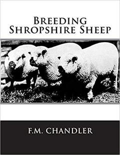 Shropshire Breeding Sheep 预售