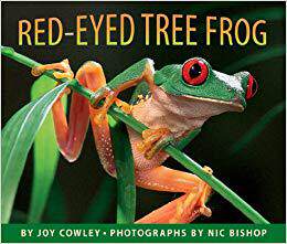 【预售】Red-Eyed Tree Frog