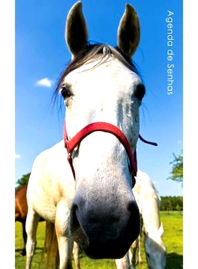 预订 Agenda de Senhas: Agenda Para Enderecos Eletronicos E Senhas: Capa Cavalo Curioso - Portugues (Brasil): 97815429248