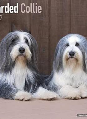 【预订】Bearded Collie 2022 Wall Calendar 9781839411328