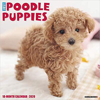 【预售】Just Poodle Puppies 2020 Wall Calendar (Dog Breed Calendar)