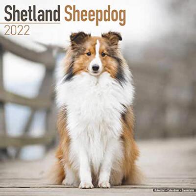 【预订】Shetland Sheepdog 2022 Wall Calendar 9781839412141