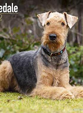 【预订】Airedale 2022 Wall Calendar 9781839411212