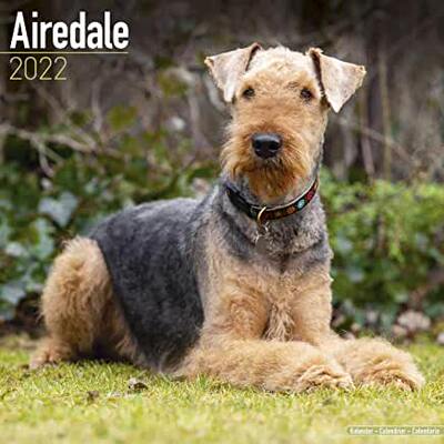 【预订】Airedale 2022 Wall Calendar 9781839411212