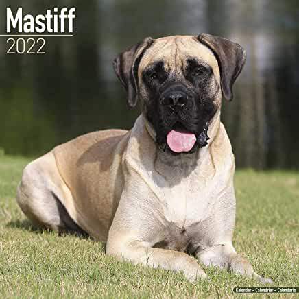【预订】Mastiff 2022 Wall Calendar 9781839411908