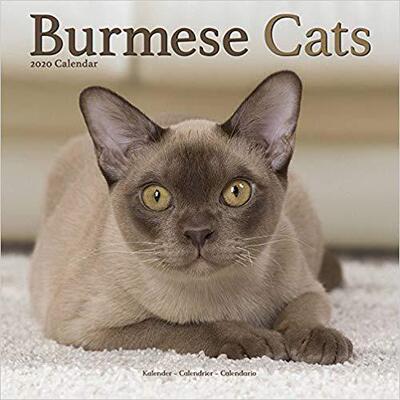 【预售】Burmese Cats Calendar 2020