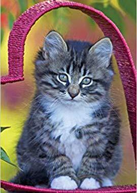 【预售】Kitten Cuddles 2020 Two Year Pocket Planner