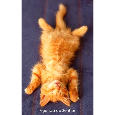 预订 Agenda de Senhas: Agenda Para Enderecos Eletronicos E Senhas: Capa Gatinho Ruivo a Relaxar - Portugues (Brasil): 97