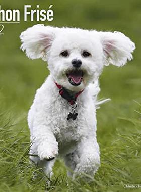 【预订】Bichon Frise 2022 Wall Calendar 9781839411366