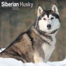 【预订】Siberian Husky 2023 Wall Calendar 9781839417580