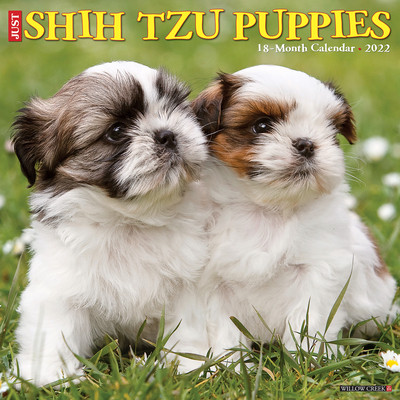 【预订】Just Shih Tzu Puppies 2022 Wall Calendar (Dog Breed) 9781549219603