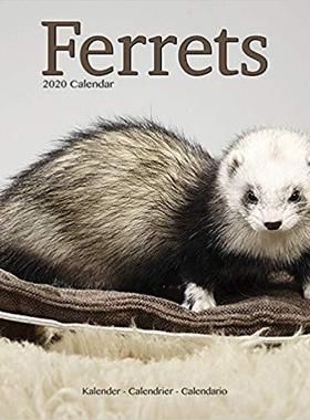 【预售】Ferrets Calendar 2020