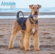 【预订】Airedale 2023 Wall Calendar 9781839416620