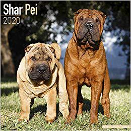 【预售】Shar Pei Calendar 2020