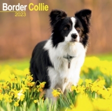 【预订】Border Collie 2023 Wall Calendar 9781839416781