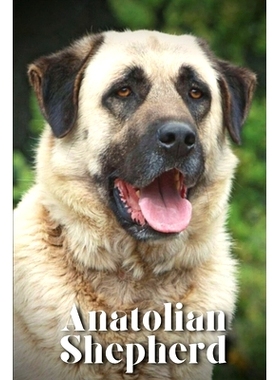 预订 Anatolian Shepherd: How to train your dog and raise from puppy correctly: 9798864828663