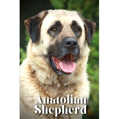 预订 Anatolian Shepherd: How to train your dog and raise from puppy correctly: 9798864828663
