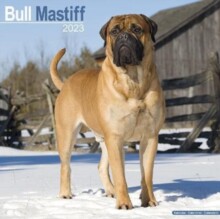 【预订】Bull Mastiff 2023 Wall Calendar 9781839416859