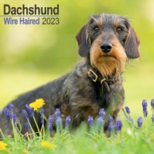 【预订】Wirehaired Dachshund 2023 Wall Calendar 9781839416989