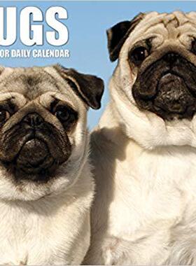 【预售】Just Pugs 2020 Box Calendar (Dog Breed Calendar)